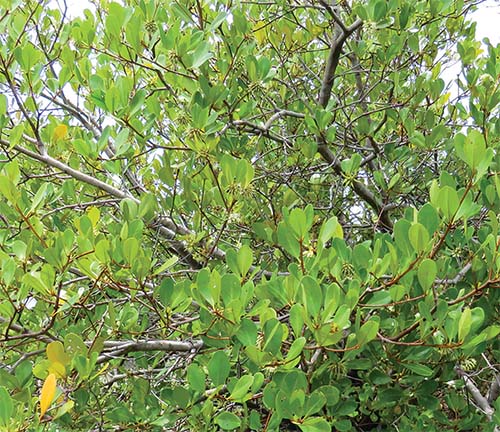 Aegiceras corniculatum, a vital mangrove species, stabilizes shorelines, prevents erosion, and supports marine biodiversity in coastal ecosystems.
