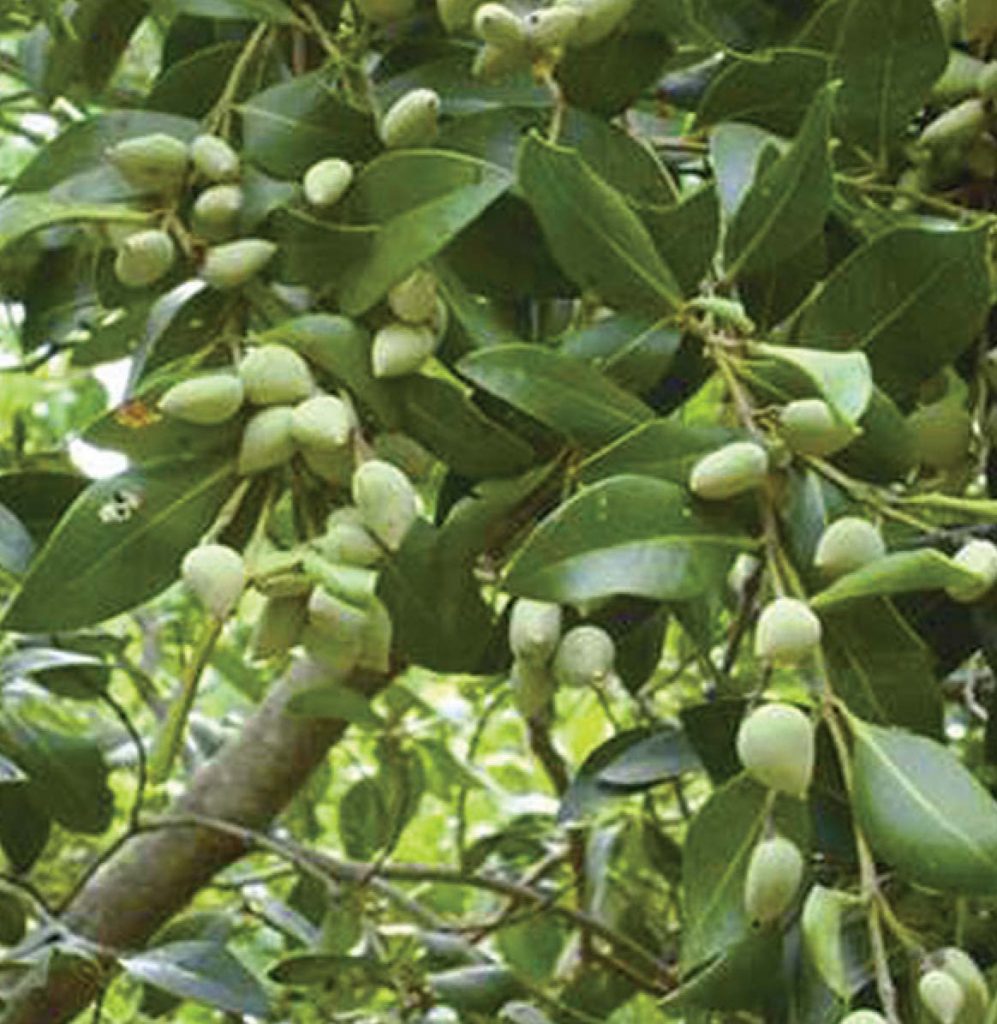 Avicennia marina, a crucial mangrove species, stabilizes shorelines, prevents erosion, and supports marine biodiversity in coastal ecosystems.