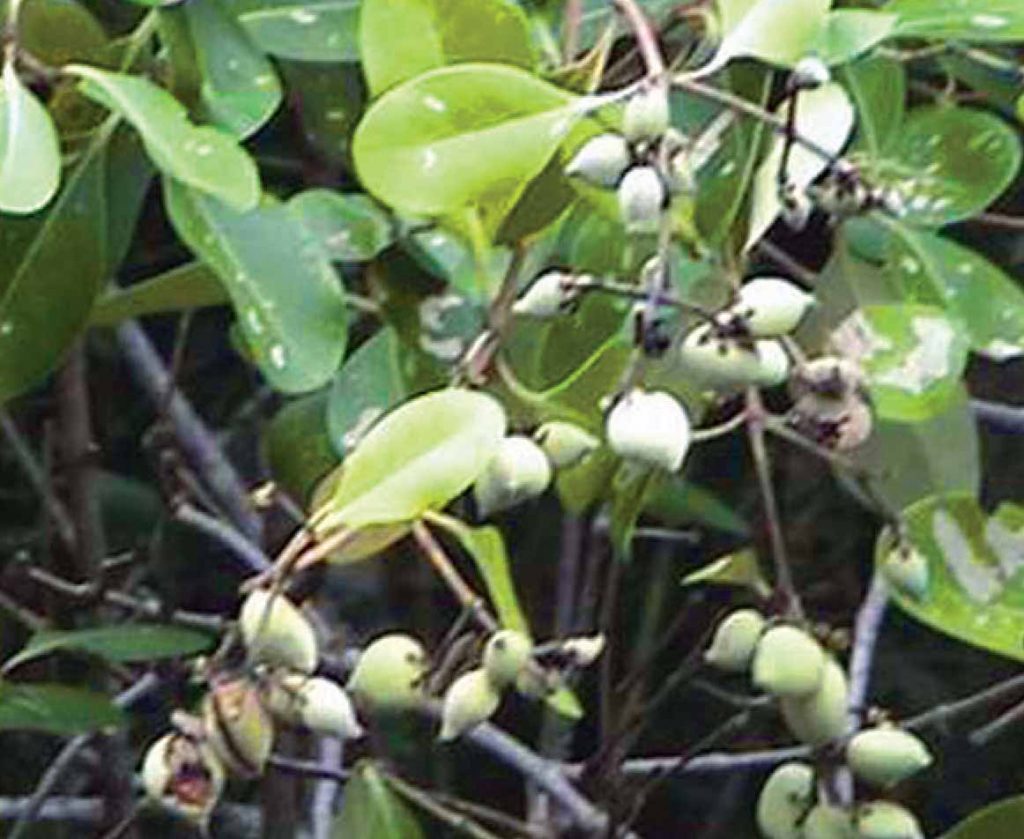 Avicennia officinalis, a crucial mangrove species, stabilizes shorelines, prevents erosion, and supports biodiversity in coastal ecosystems.