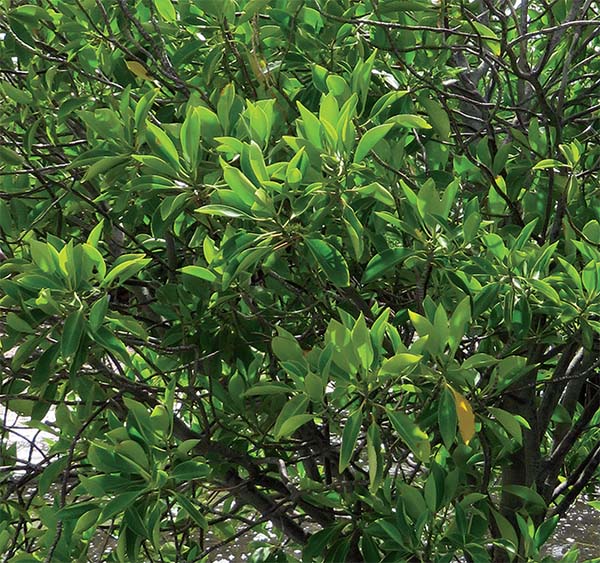 Bruguiera sexangula, a key mangrove species, stabilizes shorelines, prevents erosion, and supports biodiversity in coastal ecosystems.