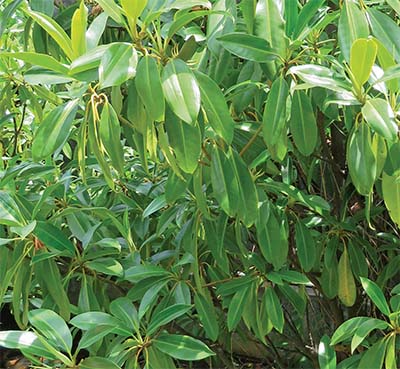 Bruguiera sexangula, a crucial mangrove species, helps prevent coastal erosion, stabilizes shorelines, and supports biodiversity in tropical ecosystems.