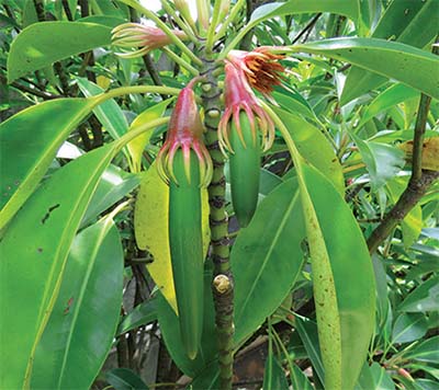 Bruguiera gymnorhiza, a vital mangrove species, prevents coastal erosion, stabilizes shorelines, and supports marine biodiversity in tropical ecosystems.