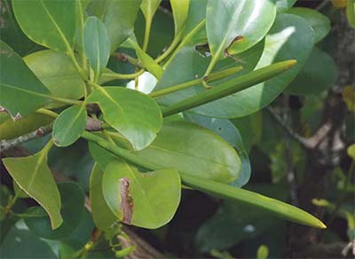 Ceriops decandra, a vital mangrove species, helps prevent coastal erosion, stabilizes shorelines, and supports biodiversity in tropical ecosystems.