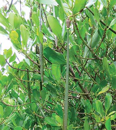 Ceriops tagal, a vital mangrove species, prevents coastal erosion, stabilizes shorelines, and supports marine biodiversity in tropical ecosystems.