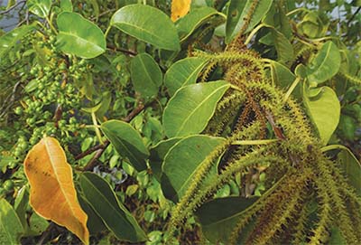 Excoecaria agallocha, a vital mangrove species, protects coastlines, prevents erosion, and supports biodiversity in tropical coastal ecosystems.
