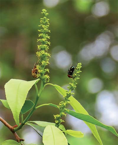 Excoecaria indica, a crucial mangrove species, helps prevent coastal erosion, supports biodiversity, and thrives in tropical wetland ecosystems.