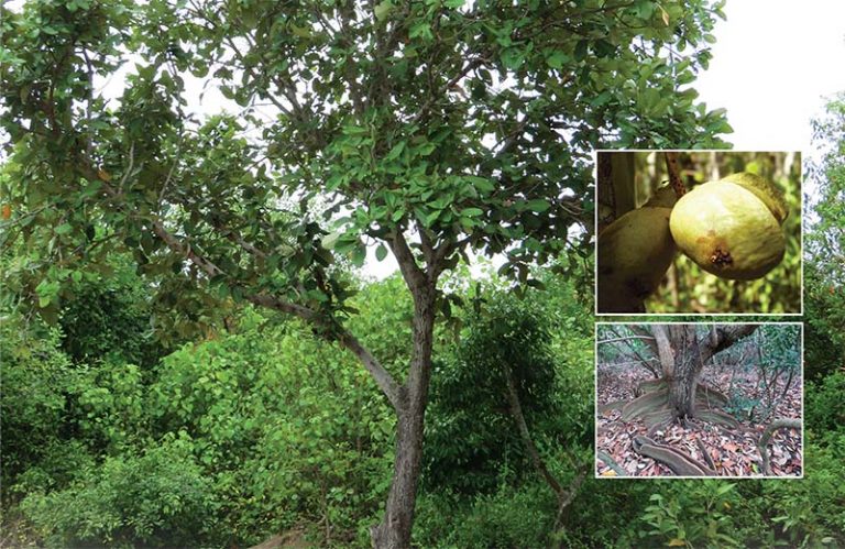 Heritiera littoralis (looking-glass mangrove)