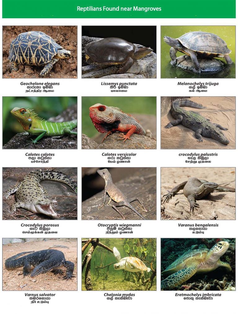 Fauna of Mangrove Ecosystem | Lanka Mangrove Museum and Learning Center
