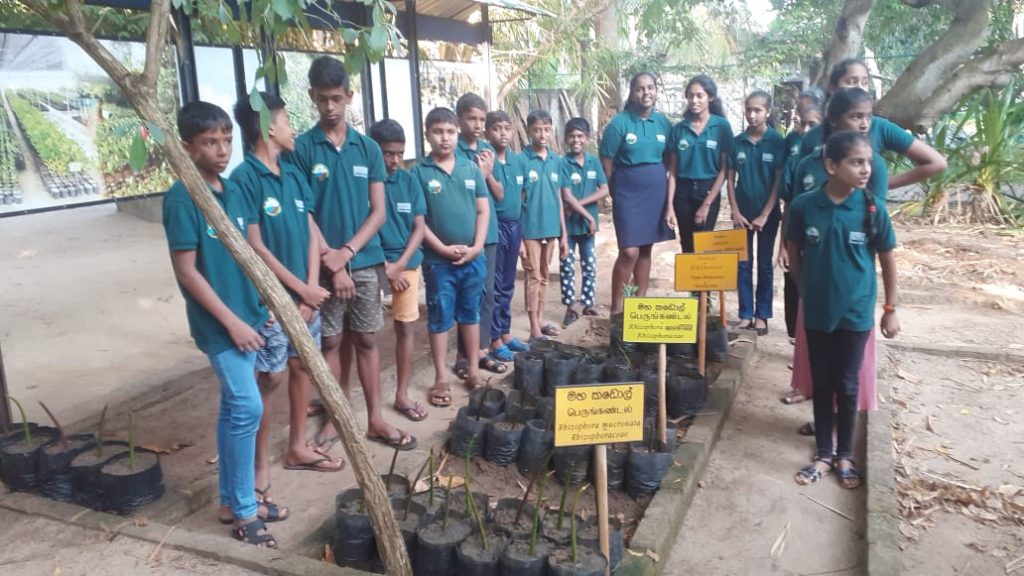 Youth society members taking care of small mangrove nursery, promoting environmental conservation and sustainability.