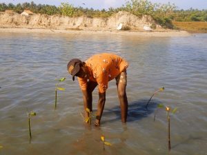 Young boy and group of people planting mangrove saplings in shallow water in Ammathottam Village
