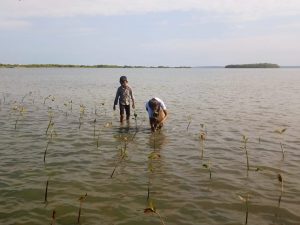 Young boy and group of people planting mangrove saplings in shallow water in Ammathottam Village