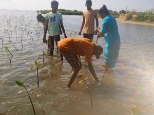 Young boy and group of people planting mangrove saplings in shallow water in Ammathottam Village
