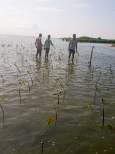 Young boy and group of people planting mangrove saplings in shallow water in Ammathottam Village