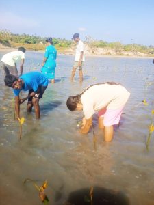 Young boy and group of people planting mangrove saplings in shallow water in Ammathottam Village