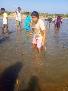 Young boy and group of people planting mangrove saplings in shallow water in Ammathottam Village