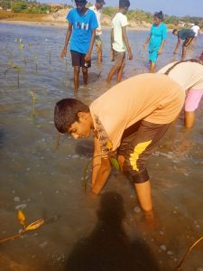 Young boy and group of people planting mangrove saplings in shallow water in Ammathottam Village