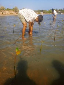Young boy and group of people planting mangrove saplings in shallow water in Ammathottam Village