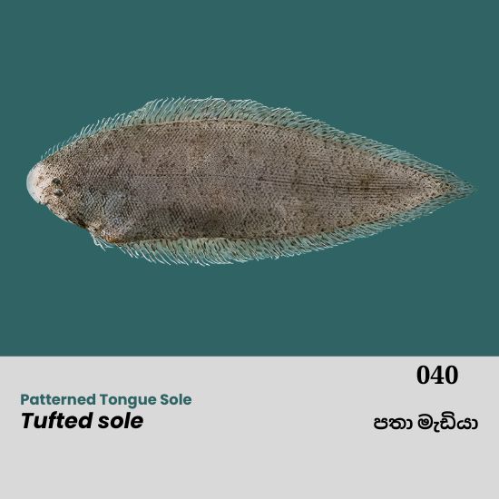 The Patterned Tongue Sole (Cynoglossus puncticeps) is a remarkable flatfish known for its exceptional camouflage and unique body structure. This species thrives in sandy and muddy seabeds, blending seamlessly with its surroundings to avoid predators.