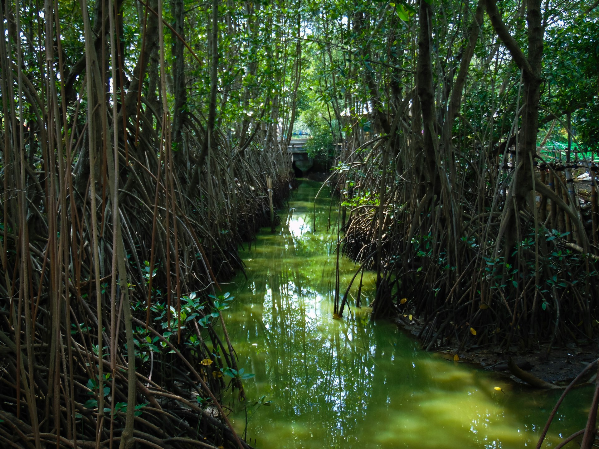 Sri Lanka officially celebrates International Day for the Conservation of the Mangrove Ecosystem on 26 July,