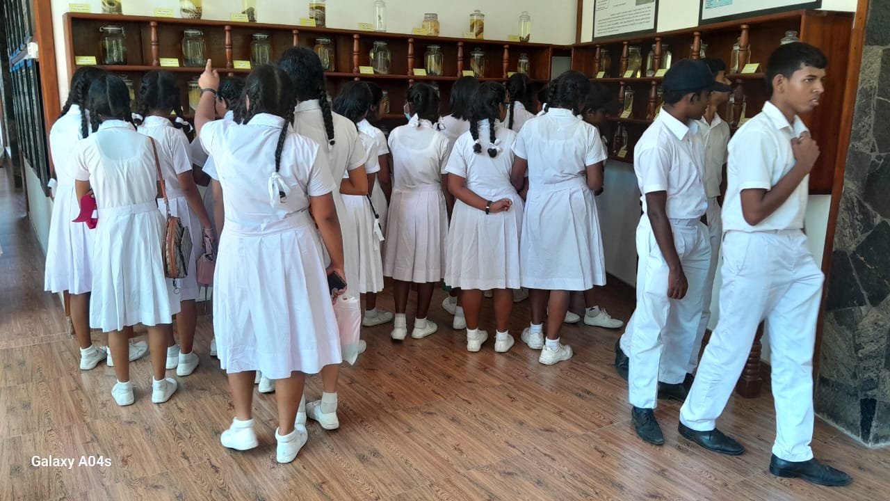 On August 6, 2025, a group of enthusiastic students from K/Hewaheta Central College, Mahanuwara, visited the Lanka Mangrove Museum as part of their educational field trip. The visit provided an immersive experience into the world of mangrove ecosystems and their importance in environmental conservation.