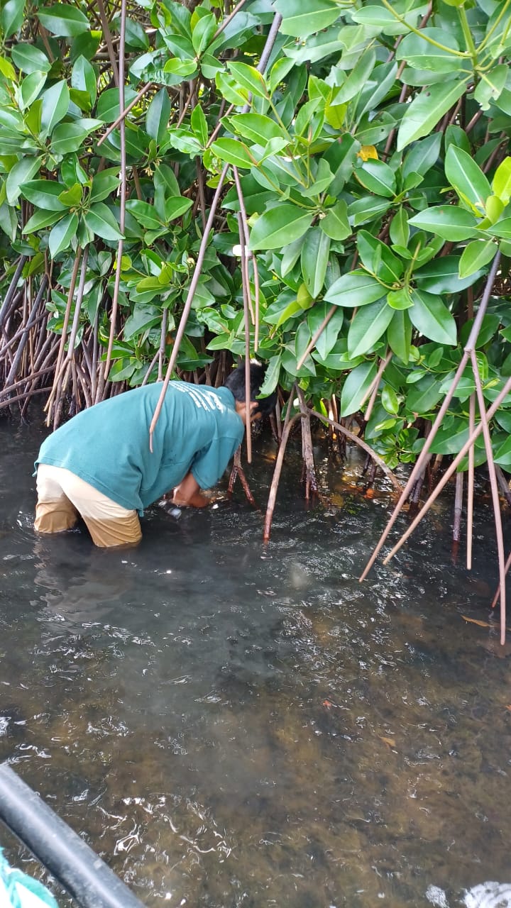 On August 14, 2025, a student from the Ocean University of Sri Lanka carried out research at the Lanka Mangrove Museum, focusing on the animals associated with mangrove roots. Mangrove root systems provide shelter, breeding grounds, and feeding areas for a wide range of associated fauna such as crabs, mollusks, shrimps, and small fish. These species play a crucial role in nutrient cycling, coastal food webs, and the overall health of mangrove ecosystems. The student’s research seeks to deepen understanding of these vital interactions and highlight their ecological importance.