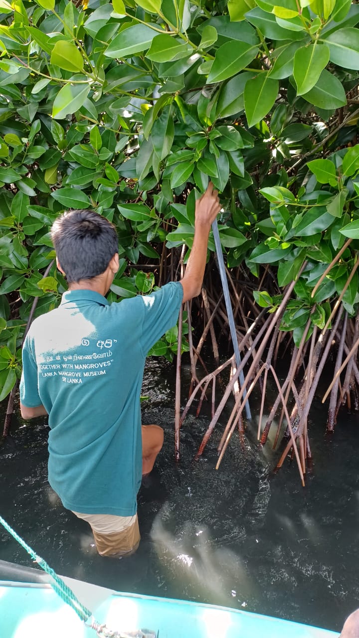 On August 14, 2025, a student from the Ocean University of Sri Lanka carried out research at the Lanka Mangrove Museum, focusing on the animals associated with mangrove roots. Mangrove root systems provide shelter, breeding grounds, and feeding areas for a wide range of associated fauna such as crabs, mollusks, shrimps, and small fish. These species play a crucial role in nutrient cycling, coastal food webs, and the overall health of mangrove ecosystems. The student’s research seeks to deepen understanding of these vital interactions and highlight their ecological importance.
