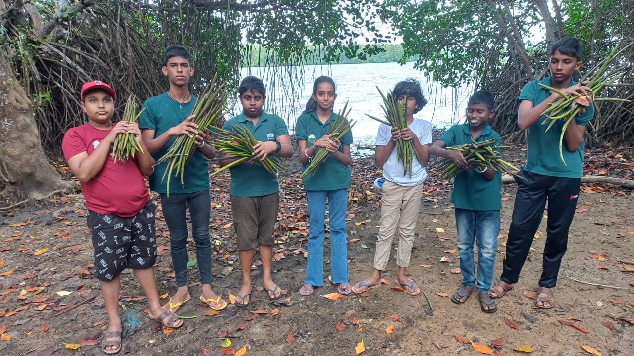 On September 16, 2025, members of the “Together with Mangroves” Children and Youth Environmental Society carried out their routine work at the premises of the Lanka Mangrove Museum.