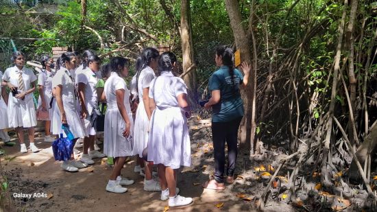 On August 6, 2025, a group of enthusiastic students from K/Hewaheta Central College, Mahanuwara, visited the Lanka Mangrove Museum as part of their educational field trip. The visit provided an immersive experience into the world of mangrove ecosystems and their importance in environmental conservation.