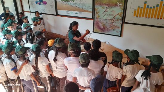 On 23rd August 2025, the Lanka Mangrove Museum warmly welcomed a group of enthusiastic students from Kanjukkuliya Primary School. The visit provided the young learners with an opportunity to explore and understand the vital role mangroves play in protecting the environment.