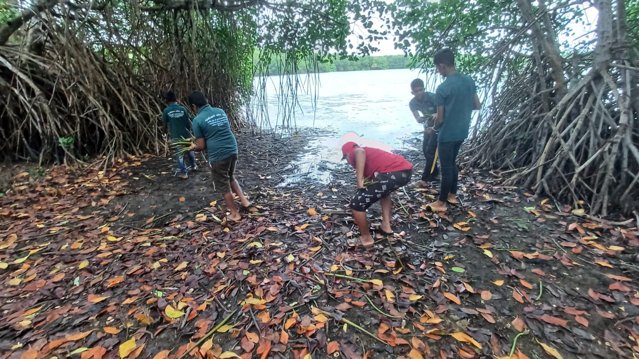 On September 16, 2025, members of the “Together with Mangroves” Children and Youth Environmental Society carried out their routine work at the premises of the Lanka Mangrove Museum.