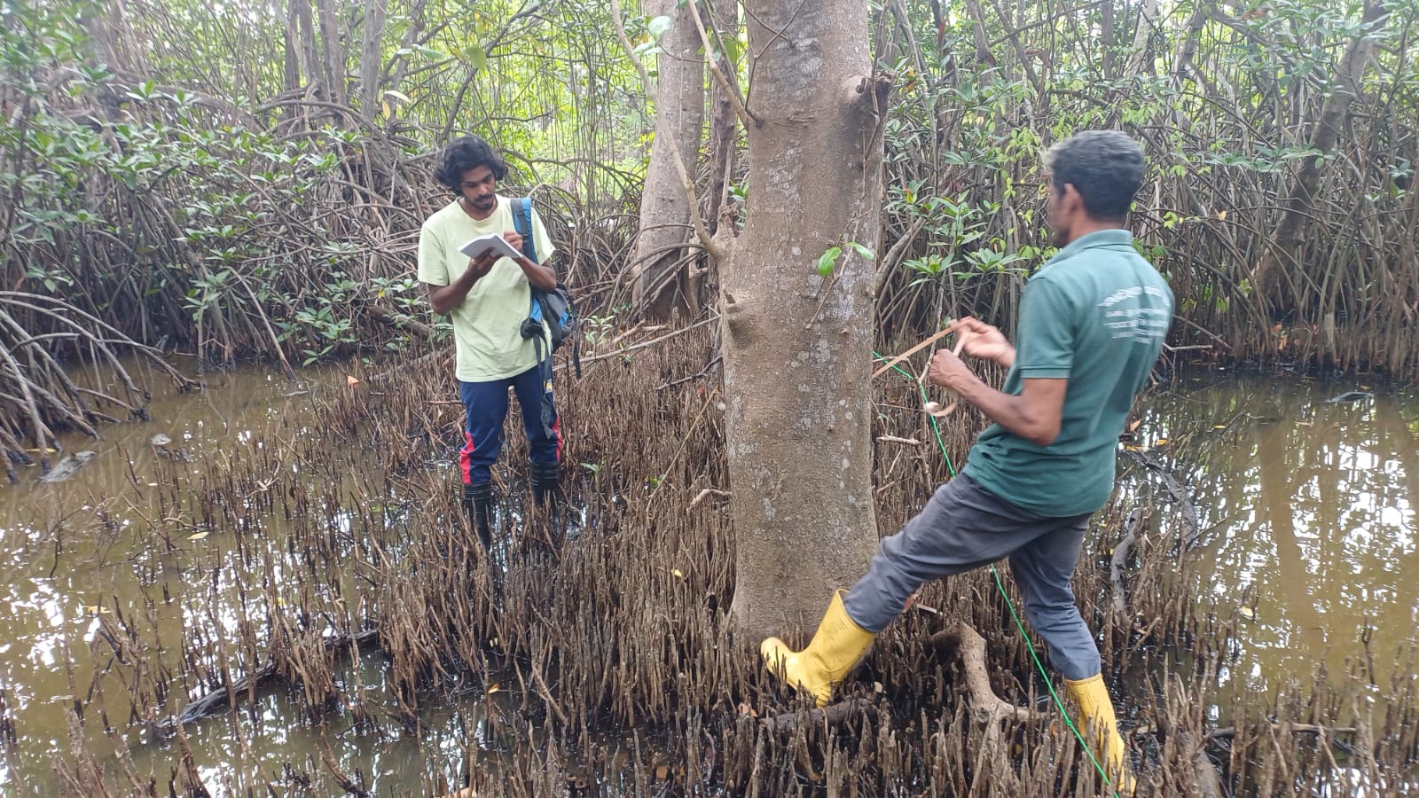 A research student from the Open University of Sri Lanka visited the Lanka Mangrove Museum and Learning Center to carry out field studies at Pambala Lagoon. The focus of the research is on evaluating the biomass growth and oxygen-releasing capacity of restored mangroves.