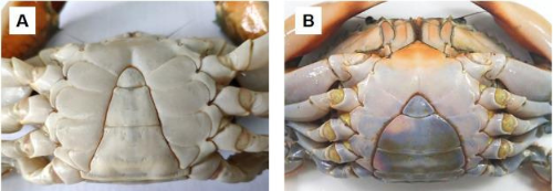 Figure: (A ) Males: Narrow, pointed, triangular apron. (B) Females: Broad, rounded apron (for carrying eggs).