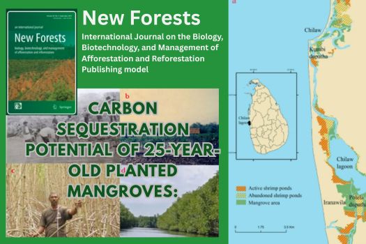 Tropical mangroves are rich in carbon and play an important role in reducing climate change by storing carbon dioxide in their trees and soils. However, in Sri Lanka, little research has been done on how restored mangroves contribute to carbon storage. This study looks at mangrove restoration and afforestation efforts in the Chilaw lagoon, which began in 1994 with the planting of Rhizophora mucronata and R. apiculata. Research was carried out in a 25-year-old mangrove plantation covering about 0.25 hectares. We identified the species present, measured tree height and girth, and estimated above- and below-ground biomass and organic carbon using standard methods and equations.