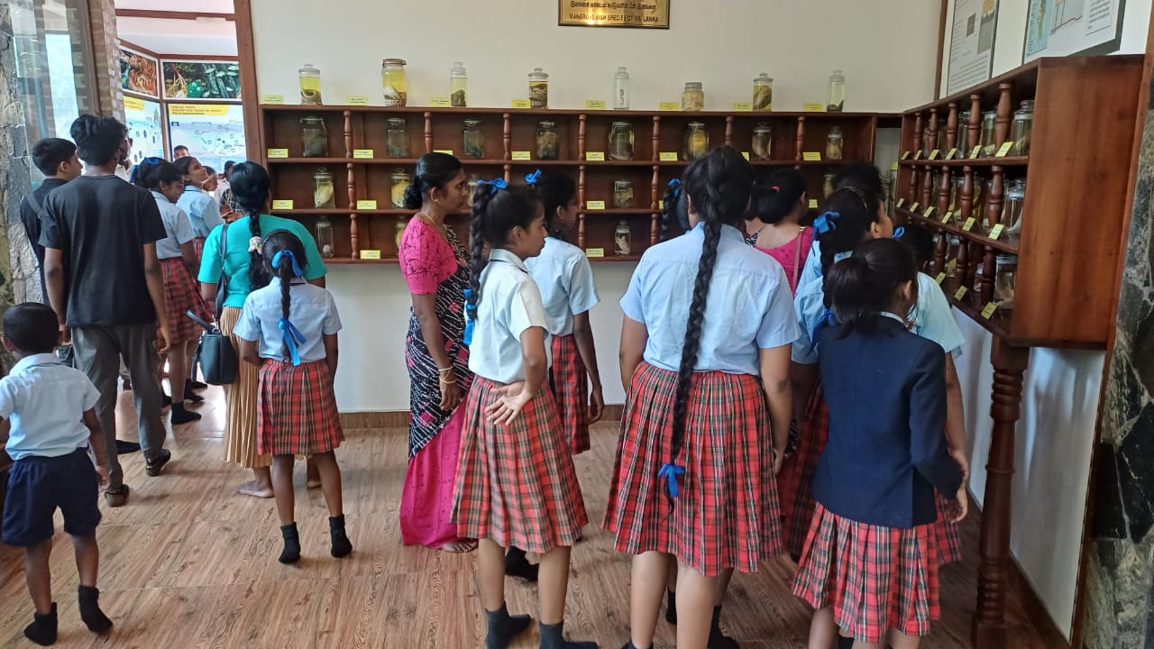 On September 22, 2025, a group of 50 students and teachers from Kingston International School, Dambulla, visited the Lanka Mangrove Museum and Learning Center. During their visit, they explored the exhibits and learned about the importance of mangrove ecosystems in protecting coastlines, supporting biodiversity, and mitigating climate change.