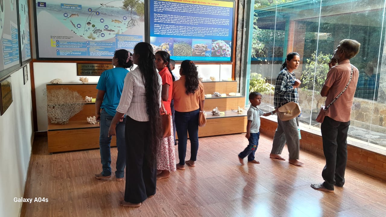 On September 22, 2025, a group of 50 students and teachers from Kingston International School, Dambulla, visited the Lanka Mangrove Museum and Learning Center. During their visit, they explored the exhibits and learned about the importance of mangrove ecosystems in protecting coastlines, supporting biodiversity, and mitigating climate change.