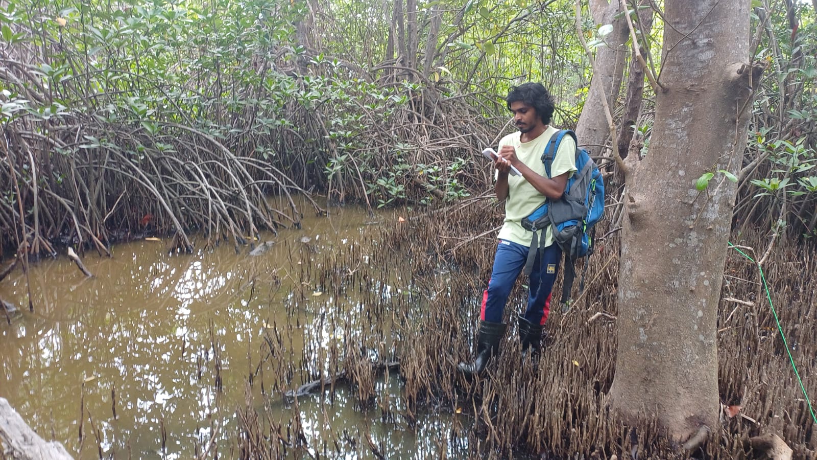 A research student from the Open University of Sri Lanka visited the Lanka Mangrove Museum and Learning Center to carry out field studies at Pambala Lagoon. The focus of the research is on evaluating the biomass growth and oxygen-releasing capacity of restored mangroves.