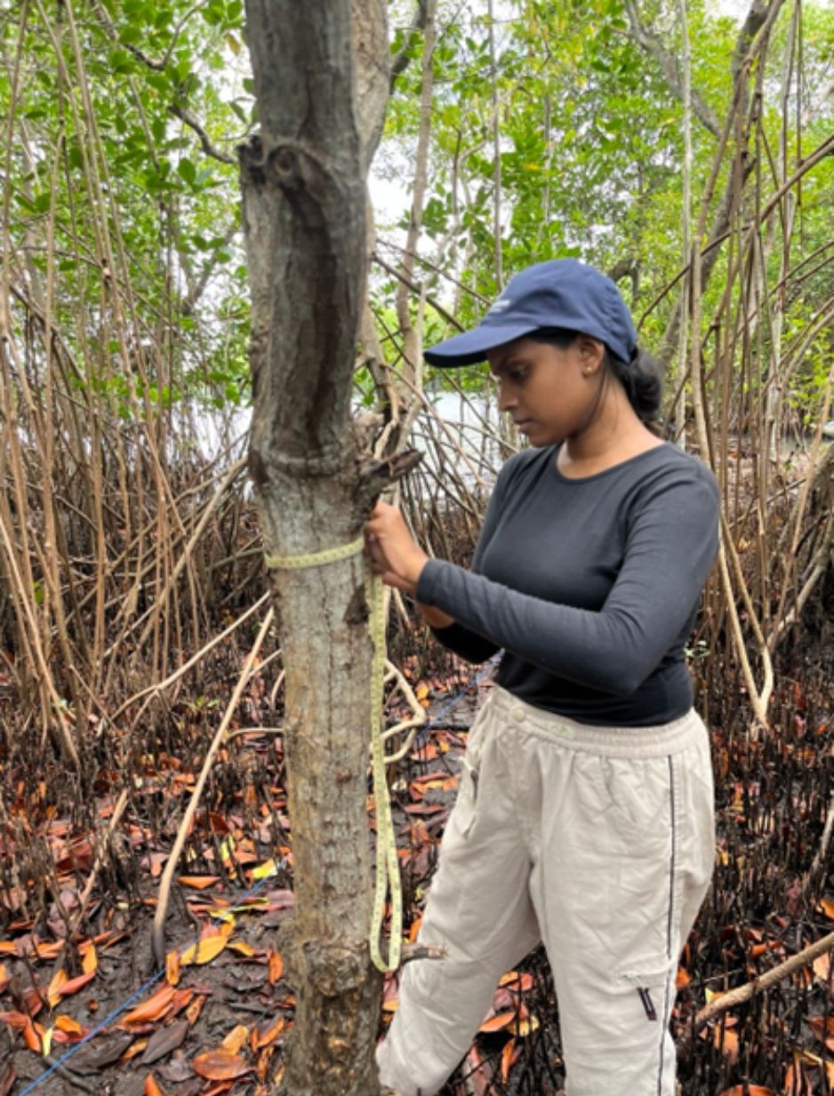 A research journey is never completed alone, and I am particularly thankful to the Lanka Mangrove Museum for its significant contribution. The museum is a practical and educational center for mangrove protection, located near the Chilaw Lagoon. The Lanka Mangrove Museum played a crucial role in this study by making field sites accessible, providing logistical support, and sharing technical knowledge about local mangrove species. Research like mine may develop because of its lasting contributions to mangrove restoration and community awareness. I would like to sincerely acknowledge the staff and management of the Lanka Mangrove Museum for their guidance, encouragement, and collaboration. Their commitment to protecting Sri Lanka’s mangrove heritage is inspiring, and it underscores the importance of partnerships between researchers, institutions, and communities in tackling environmental challenges. The driving force behind this research project is the guidance and supervision of industry expertise, Prof. Roshan Perera from the Open University of Sri Lanka, Prof. Meththika Vithanage and Dr. Anushka Rajapaksha from the University of Sri Jayewardenepura. Moreover, it would sincerely acknowledge Ecosphere Resilience Research Centre, where the research work is carried on, for providing all the laboratory and instrumental facilities, and Dilmah Ceylon Tea Company PLC (Dilmah Conservation) for providing financial support for this research project.