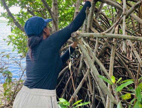 Mangroves are powerful natural carbon sinks, capturing and storing atmospheric carbon in their biomass and soils. The Chilaw Lagoon mangrove ecosystem holds immense untapped potential as a natural carbon sink. Through the evaluation of aboveground, belowground, and sediment carbon stores, this study provides important new insights into the lagoon's potential to mitigate climate change. The results of this study may support conservation and restoration initiatives while highlighting the ecological and economic significance of mangroves. In order to improve climate resilience plans and encourage sustainable ecosystem management in coastal communities, this study provides baseline data to stakeholders and policymakers.
