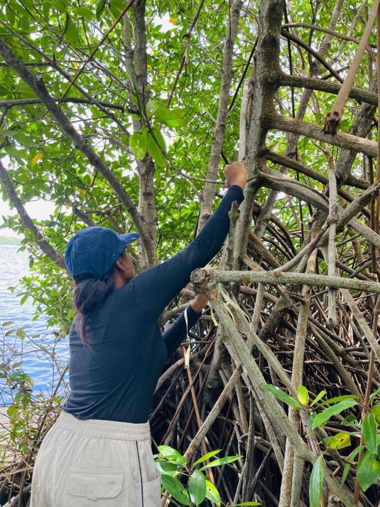 A research journey is never completed alone, and I am particularly thankful to the Lanka Mangrove Museum for its significant contribution. The museum is a practical and educational center for mangrove protection, located near the Chilaw Lagoon. The Lanka Mangrove Museum played a crucial role in this study by making field sites accessible, providing logistical support, and sharing technical knowledge about local mangrove species. Research like mine may develop because of its lasting contributions to mangrove restoration and community awareness. I would like to sincerely acknowledge the staff and management of the Lanka Mangrove Museum for their guidance, encouragement, and collaboration. Their commitment to protecting Sri Lanka’s mangrove heritage is inspiring, and it underscores the importance of partnerships between researchers, institutions, and communities in tackling environmental challenges. The driving force behind this research project is the guidance and supervision of industry expertise, Prof. Roshan Perera from the Open University of Sri Lanka, Prof. Meththika Vithanage and Dr. Anushka Rajapaksha from the University of Sri Jayewardenepura. Moreover, it would sincerely acknowledge Ecosphere Resilience Research Centre, where the research work is carried on, for providing all the laboratory and instrumental facilities, and Dilmah Ceylon Tea Company PLC (Dilmah Conservation) for providing financial support for this research project.