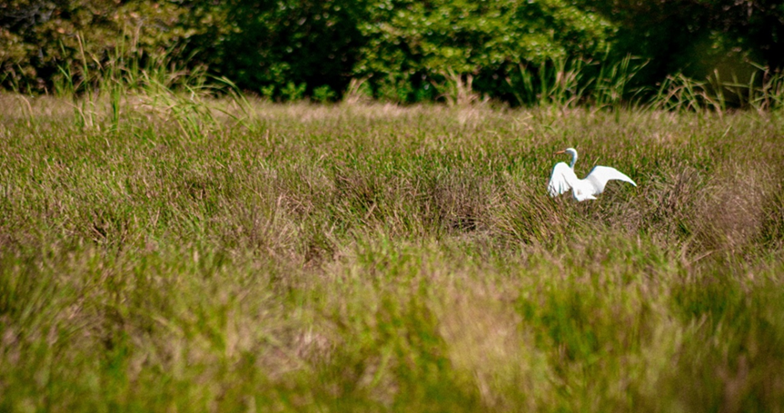In Sri Lanka’s wetlands, “waterbirds permanently reside or temporarily utilize wetlands as they provide diverse microhabitats for feeding, nesting, resting, and roosting”.