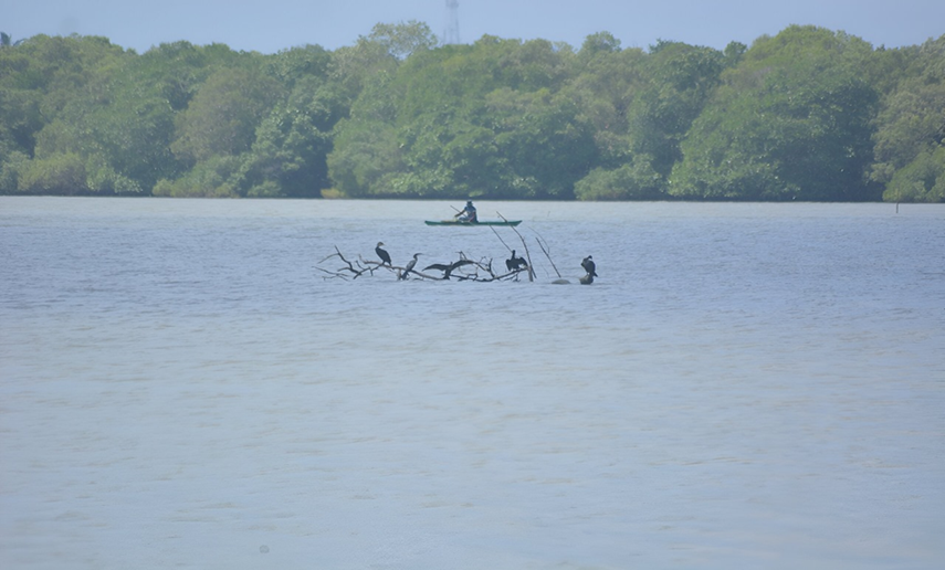 The mangrove stands of Sri Lanka are more than avian habitat. they are a significantly co-adapted, highly biologically complicated entity that with local and global ecological services is fundamentally supportive. Evidence of high and diverse avifauna with the conjunction of resident specialist and necessary migratory visitors is conclusive proof of habitat productivity and vitality.