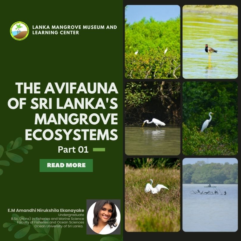 The Avifauna of Sri Lankas Mangrove Ecosystems- part 01