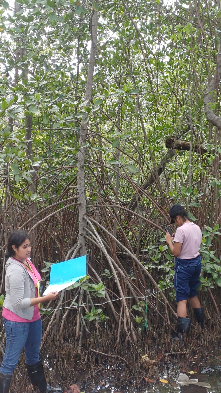 University Students Study Mangrove Wildlife During Educational Visit