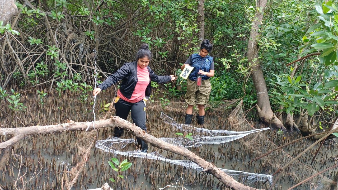 Research Exploration of Mangrove Fauna by YRC Members