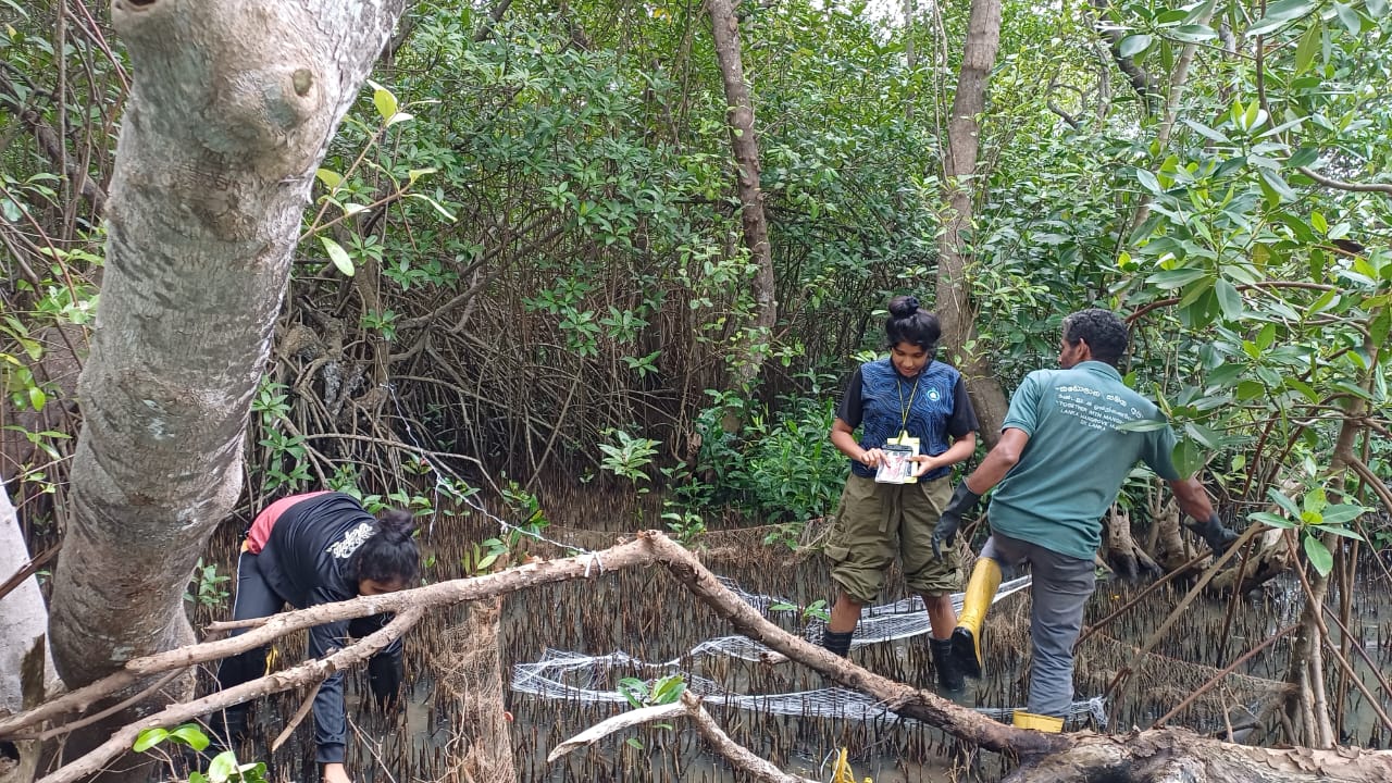 Research Exploration of Mangrove Fauna by YRC Members