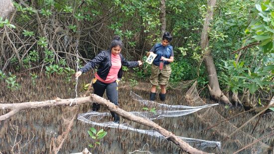 Research Exploration of Mangrove Fauna by YRC Members
