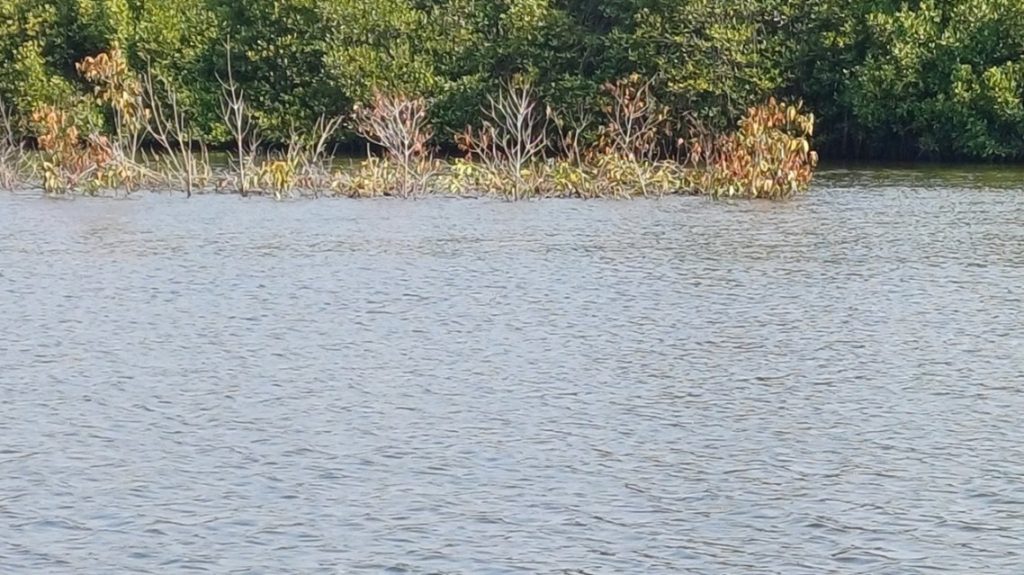 In lagoon fisheries, mangrove branch fishing (commonly known as mas-athu/ Brush piles fishing) is one of the oldest traditional fishing methods practiced in Sri Lanka. This method has been used for generations in lagoons such as the Chilaw–Pambala lagoon, Negombo lagoon, and Rekawa lagoon to harvest fish. Mangrove species commonly used for this technique include Rhizophora mucronata, Rhizophora apiculata, Avicennia officinalis, Avicennia marina, and Lumnitzera racemosa.