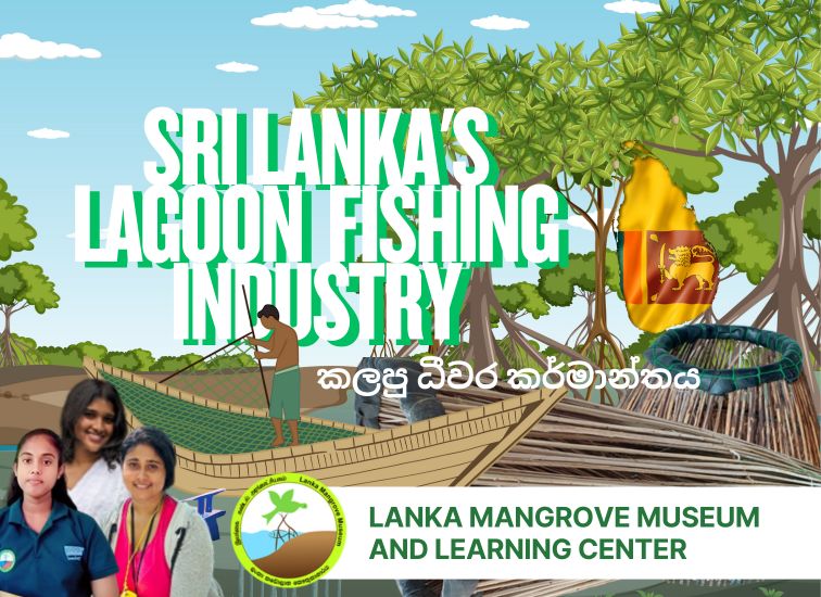 Mangrove-associated fisheries play a vital role in the livelihood and food security of coastal communities living around lagoon ecosystems. The complex root systems of mangrove trees provide shelter, feeding grounds, and nursery habitats for a wide range of aquatic species, including fish, crabs, and shrimp, making mangrove areas highly productive fishing zones. In the lagoon environment, fishers harvest a variety of species using traditional and small-scale methods such noodling, traps, kemana, and brush-pile-based techniques. Juvenile and adult fish use the submerged mangrove roots for protection from predators and as feeding grounds, making these areas important locations for artisanal fish catches. Crabs, especially mangrove and lagoon crab species, thrive among prop roots where they feed, hide, and molt. During low tide, many are caught by hand or using simple traps placed near root clusters. Similarly, shrimp species rely on mangrove detritus and nutrient-rich waters for growth. Their abundance in channels and root zones supports seasonal shrimp collection using nets and traditional gear. Overall, mangrove-associated fishing forms a tightly linked socio-ecological system where the health of the mangrove habitat directly influences the availability of lagoon fish, crabs, and shrimp. Protecting mangroves ensures the sustainability of these fisheries while supporting the cultural traditions and livelihoods of lagoon-dependent communities.