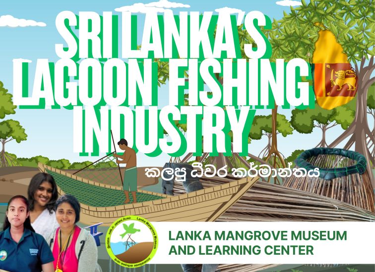 Mangrove-associated fisheries play a vital role in the livelihood and food security of coastal communities living around lagoon ecosystems. The complex root systems of mangrove trees provide shelter, feeding grounds, and nursery habitats for a wide range of aquatic species, including fish, crabs, and shrimp, making mangrove areas highly productive fishing zones. In the lagoon environment, fishers harvest a variety of species using traditional and small-scale methods such noodling, traps, kemana, and brush-pile-based techniques. Juvenile and adult fish use the submerged mangrove roots for protection from predators and as feeding grounds, making these areas important locations for artisanal fish catches. Crabs, especially mangrove and lagoon crab species, thrive among prop roots where they feed, hide, and molt. During low tide, many are caught by hand or using simple traps placed near root clusters. Similarly, shrimp species rely on mangrove detritus and nutrient-rich waters for growth. Their abundance in channels and root zones supports seasonal shrimp collection using nets and traditional gear. Overall, mangrove-associated fishing forms a tightly linked socio-ecological system where the health of the mangrove habitat directly influences the availability of lagoon fish, crabs, and shrimp. Protecting mangroves ensures the sustainability of these fisheries while supporting the cultural traditions and livelihoods of lagoon-dependent communities.