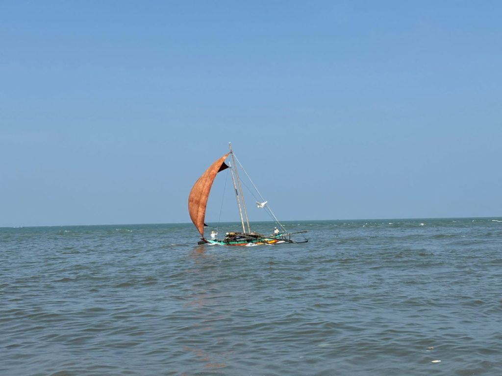 The sail outrigger canoe is a distinctive type of fishing craft. In the past, fishermen used large timber logs from tree species such as jackfruit (Artocarpus heterophyllus), mango (Mangifera indica), and milla (Berrya cordifolia) to construct canoes approximately 25–30 feet in length. During the 1970s and 1980s, each canoe operating in the Pambala–Chilaw Lagoon typically carried about six fishermen. Even at present, sail outrigger canoes are used in fisheries conducted in shallow marine waters, lagoons, and reservoirs. A canoe is constructed by hollowing out a single log. The attachment of planks to the upper section of the canoe is known as “patthara,” while another wooden log is used to construct the outrigger float (kollewa). The two wooden beams used to connect the main canoe and the outrigger are known as “viyal.”